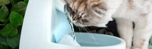 Votre chat préfère de l'eau vive à sa gamelle ?