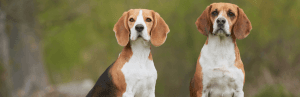 Beagle: fiche de race