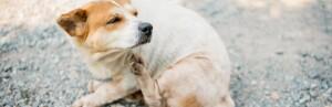 Eliminer les puces du chien - Comment traiter et éliminer les puces