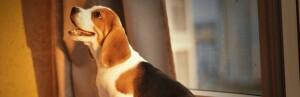 Le chiot beagle