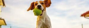 Le flyball garden pour des parcours d'agility avec son chien