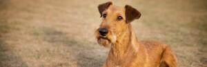 Irish Terrier: fiche de race