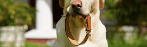 Est-ce qu'un collier de rappel est dangereux pour le chien?