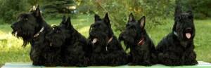 Scottish Terrier: fiche de race