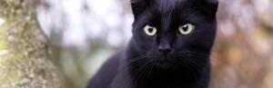 Gros chat noir