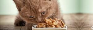 Alimentation spéciale pour chatons