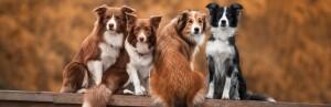 La classification des chiens