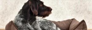 Lit et couchage chien, panier, niche ou coussin pour chien-Polytrans