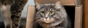 Pourquoi les chats aiment-ils les boites ?