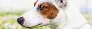 En savoir plus sur les chiens détecteurs de crise d'épilepsie ou d'hypoglycémie