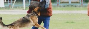Formation des maîtres possédant des chiens recensés dangereux par la Mairie de Grenoble