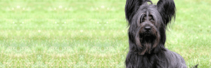 Skye terrier: fiche de race