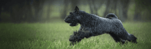 Kerry Blue Terrier: fiche de race