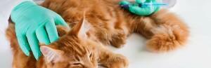 Le coryza du chat : symptômes et traitements