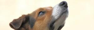 Le système olfactif canin