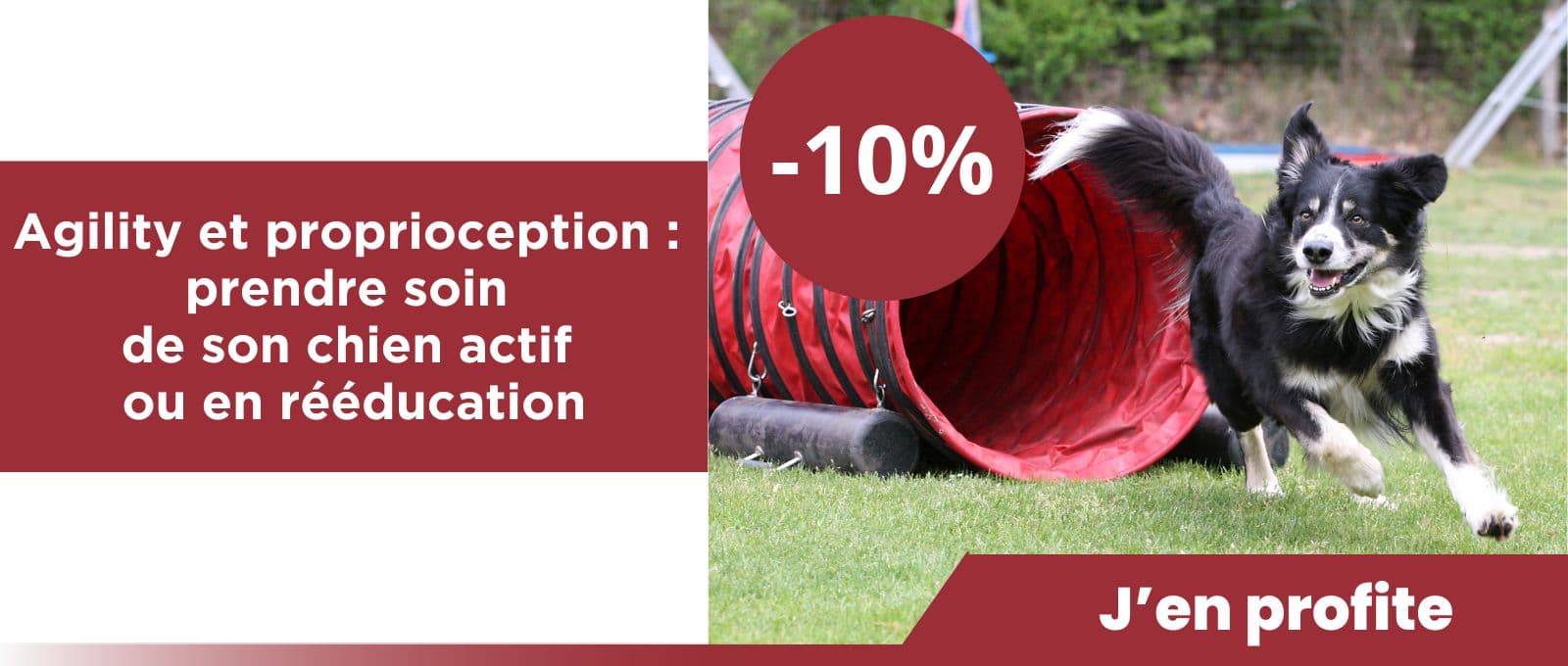 Agility et proprioception : prendre soin de son chien actif ou en rééducation