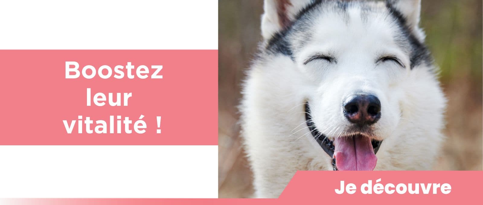 Compléments alimentaires vitaminés : Boostez leur vitalité !