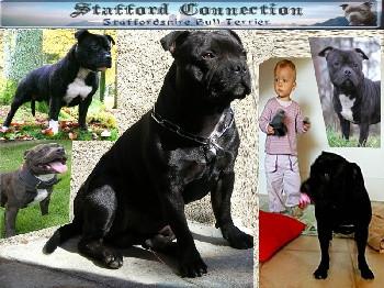 Elevage STAFFORD CONNECTION Staffordshire Bull Terrier *