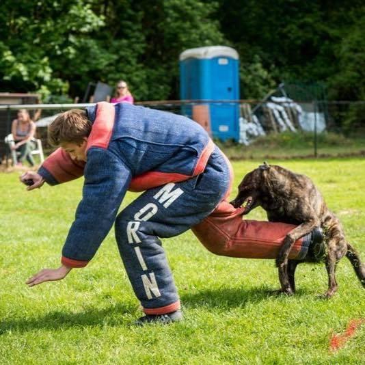 Elevage LA HORDE D'HADES Berger Hollandais chiens de sport et d'utilité*