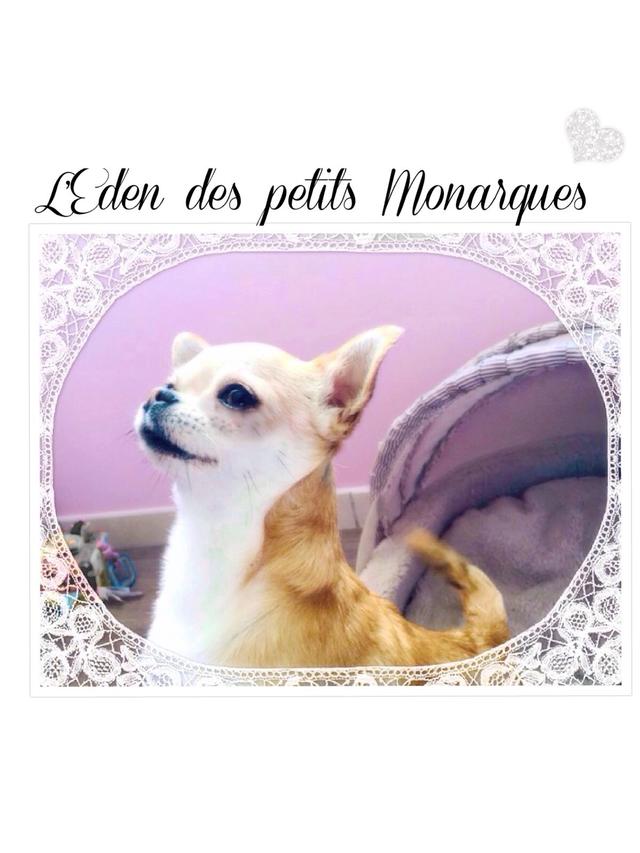 Elevage L EDEN DES PETITS MONARQUES Chihuahua