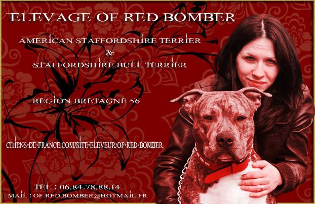 Elevage OF RED BOMBER Staffordshire Bull Terrier