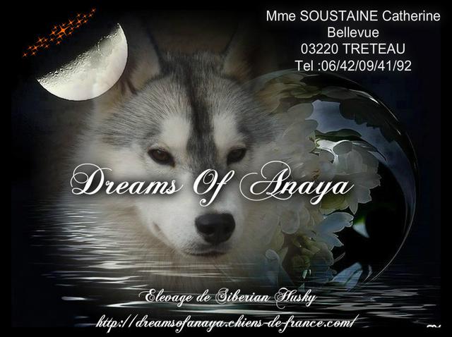 Elevage DREAMS OF ANAYA Husky de sibérie*