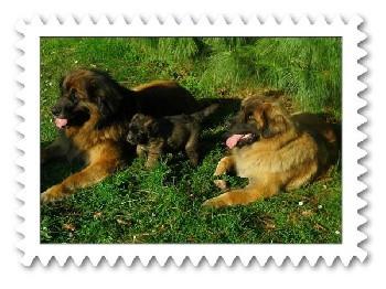 Elevage SPHINX DES LAURIERS ROSES Leonberger *