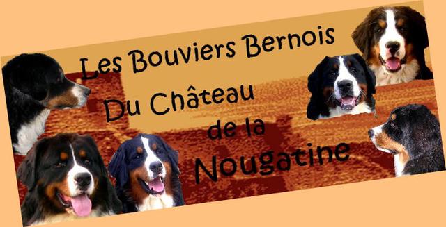 Elevage CHATEAU DE LA NOUGATINE Bouvier Bernois*