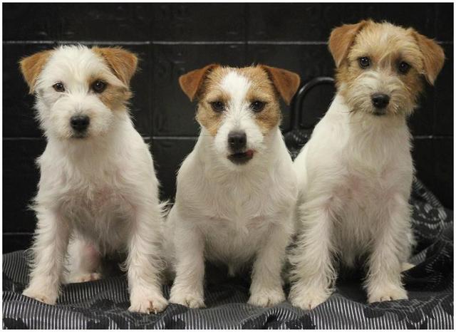 Elevage OF RUSSEL SQUARE  Jack Russell Terrier *