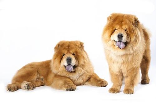 Elevage CHOWFOREVER Chow Chow *