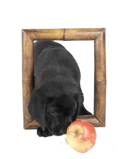 LE GRAIN DE FOLY Education canine*