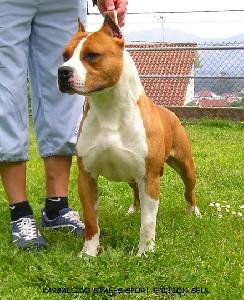 Elevage BROYER'S EDITION Américan staffordshire terrier *