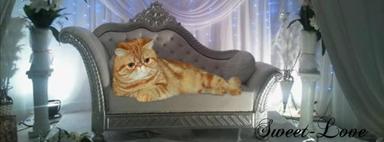 Chatterie THE SWEET LOVE persan et exotic shorthair