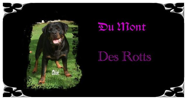 Elevage DU MONT DES ROTTS Rottweiler *