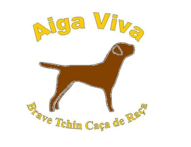 Elevage AIGA VIVA border terrier*
