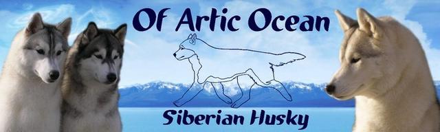 Elevage OF ARTIC OCEAN Siberian Husky *