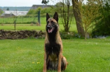 Elevage LA VALLEE CAID Berger Belge malinois cairn terrier pension canine *