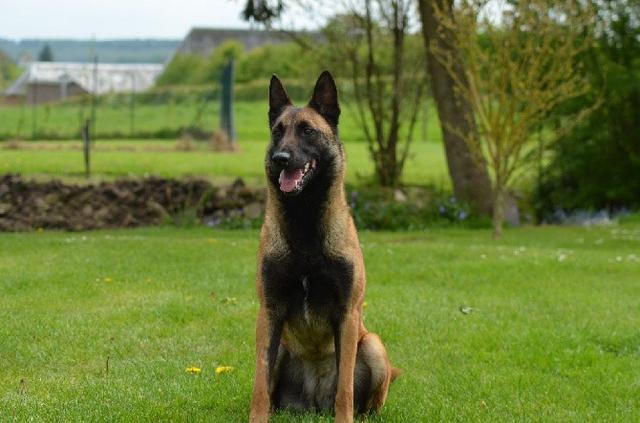 Elevage LA VALLEE CAID Berger Belge malinois cairn terrier pension canine *