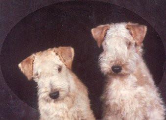 Elevage DE GRAND VALLON Lakeland Terrier Airedale Kerry Blue
