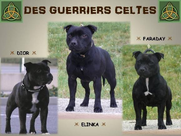 Elevage DES GUERRIERS CELTES Staffoordshire Bull Terrier