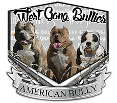 Elevage WEST GANG BULLY American bully & Exotic bully