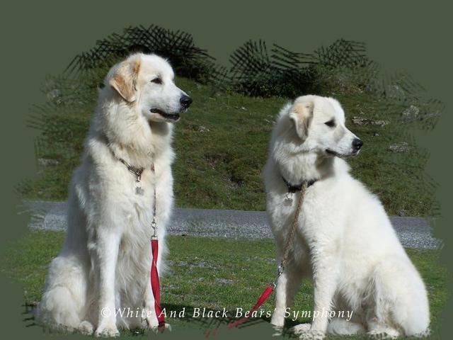 élevage WHITE AND BLACK BEARS SYMPHONY montagne des Pyrénées et Terre-Neuve*