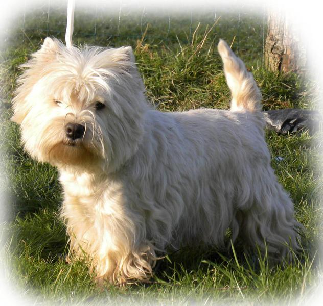 Elevage LA VALLEE D ELLERON West Highland White Terrier*
