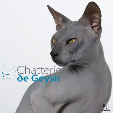 Chatterie DE GEYSIR chats Donskoy*