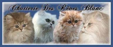 Chatterie DES REVES BLANCS Persan  £