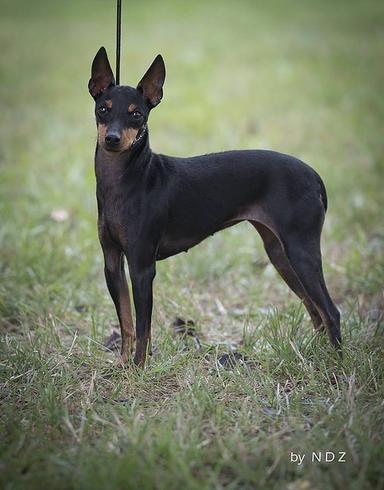 Élevage OF TALL AND SMALL  d'English Toy Terrier