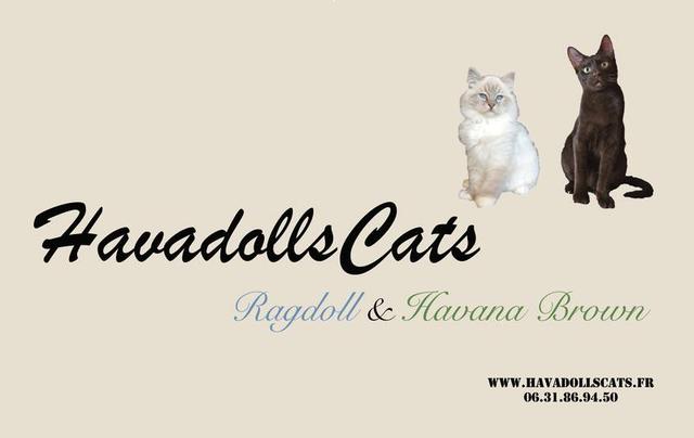 Chatterie HAVADOLLS CATS Ragdolls & Havana Brown