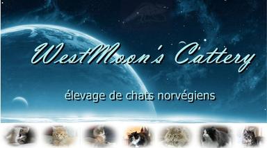Chatterie WESTMOON S CATTERY chats Norvégiens*