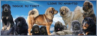 Elevage LES LIONS DU NAM TSO Dogues du Tibet 