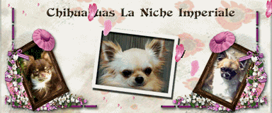 Elevage DE LA NICHE IMPERIALE Chihuahua*